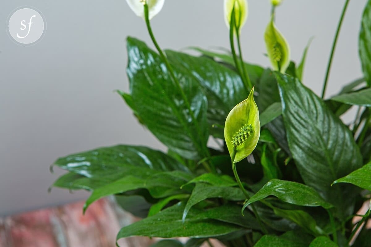 Peace Lily - 6" | Steve's Floral